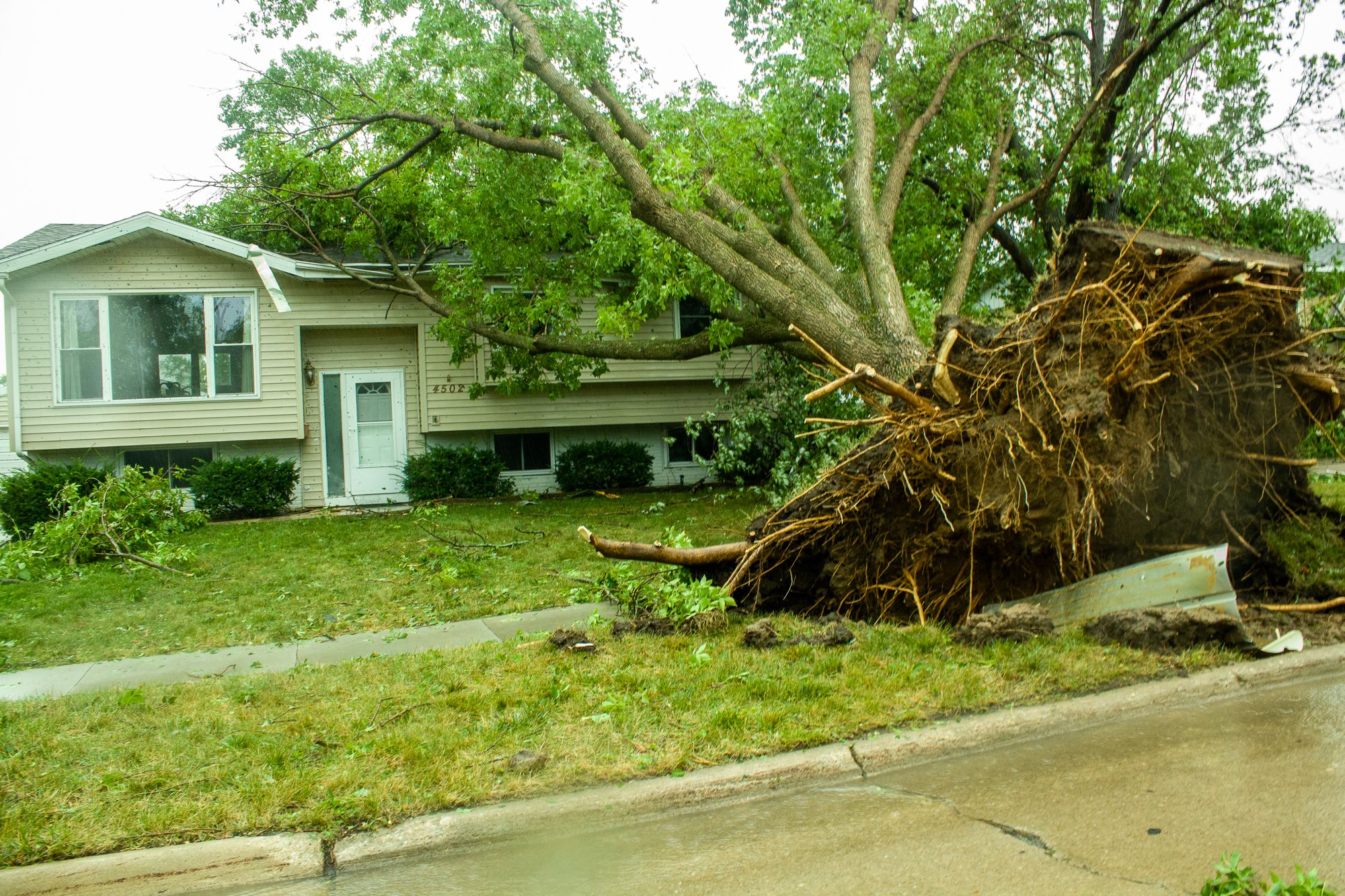 Iowa Twist of Lemon Bunker after tree fell on it